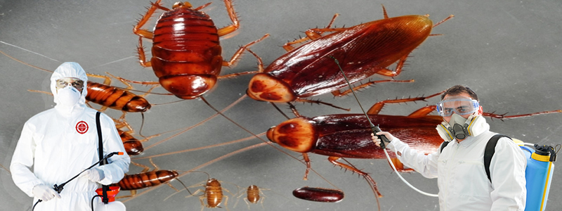 Hamam Böceği ilaçlama Servisi