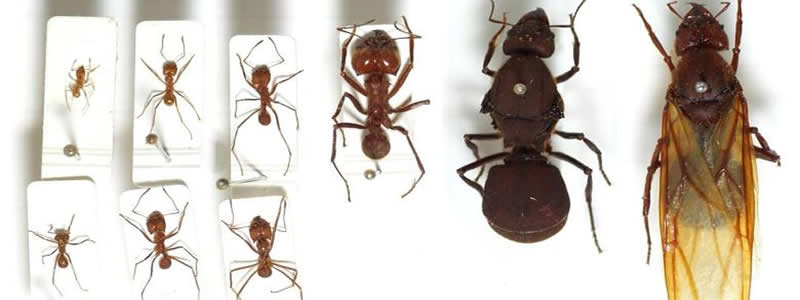 Karıncalar Ve Özellikleri