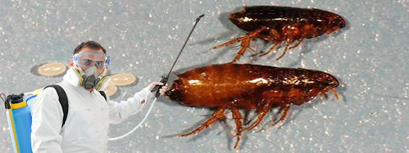Pireler ile Mücadele