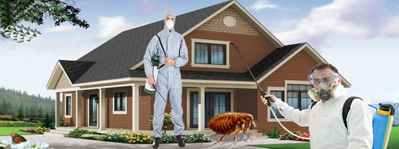 Toz Piresi Nasıl Yok Edilir