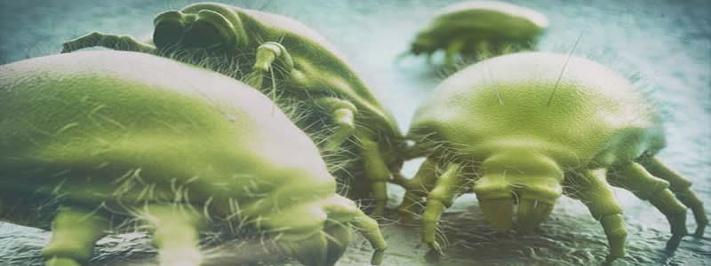 Toz Akarı Ve Miteler