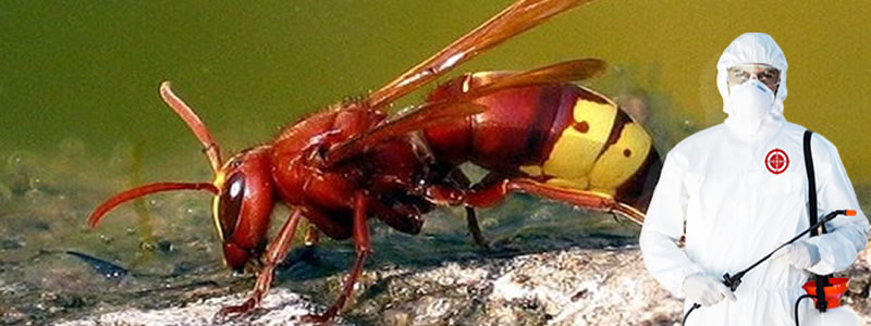 Çatı Ve Evdeki Arılarla Mücadele