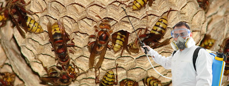 Arı İlaçlama Servisi