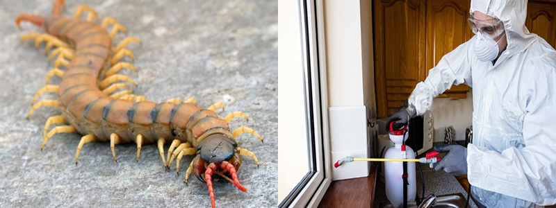 Eve Giren Çıyanlardan Nasıl Kurtulunur