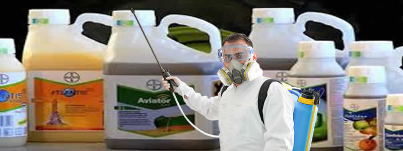 En Etkili Pire İlaçlama Yöntemi