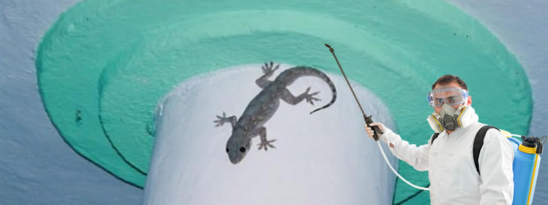 Evdeki Kertenkele Nasıl Yok Edilir