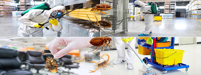 Haşere İlaçlama Servisi