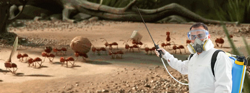 Karıncalar Nasıl Yok Edilir